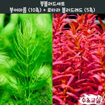 [수초교실] 붕블러드 세트 붕어마름 (10촉) + 블러드레드 (5촉)