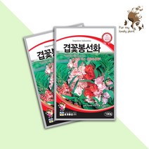 겹꽃봉선화 100립 세계종묘 화훼류 씨앗
