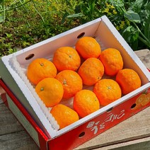 첫 출하!! 제주산지직송 카라향 1.5kg(7~14수 가정용) 나른한 봄을 깨우는 싱그러운 과즙이 팡팡