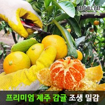 이츠올릿 제주 고당도 조생귤 감귤 10kg 꼬마중소과 혼합 제주도 귤 하우스 노지 황금향 타이백 밀감