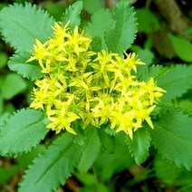 섬 기린초 10개세트(야생화 다년생) 여름 가을개화