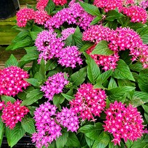 꽃나무팜 (5개한세트) 펜타스 란체올라타 꽃화분 오래피는꽃 별꽃 색상랜덤