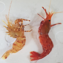 직접잡은 신선한 꽃새우 닭새우/독도새우/동해안 자연산 닭새우, 1개, 연안 닭새우500G(20미 내외)