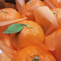 프리미엄 제주 과일 레드향 선물용 3kg 특대과 5과 에서 10과