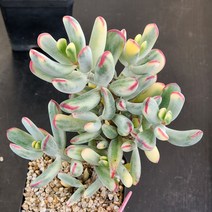 다육식물(원종복랑금) 130(6) 핑, 1개
