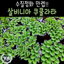 [비바소녀] 수질정화수초 살비니아 쿠쿨라타 (12뿌리) / 부상수초 초보수초 은신처