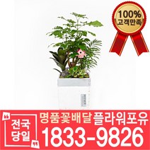 녹보수 해피트리 개업축하화분배달 개업식 개업선물 집들이 거실화분 실내 식당 사무실 미용실