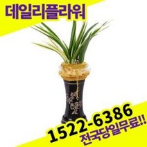 태양관 동양난 란 개업 승진 인사이동 축하 고급난