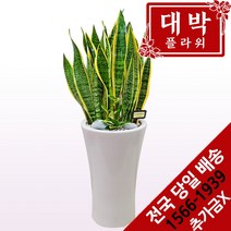 대박플라워 산세베리아 개업선물 집들이화분 인테리어 공기정화식물 관엽식물 꽃배달