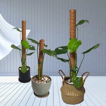 창고몰 몬스테라 수태봉 1M 식물지지대 코코봉 지주대, 1개