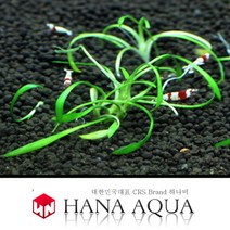 크립토크리네 팔바(3촉)