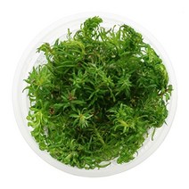 [미미네아쿠아]판타날 레드 핀네이트 조직배양 수초, 단일속성, 상세 설명 참조