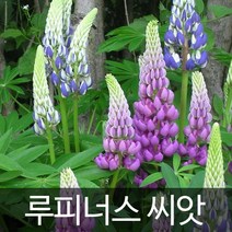 루피너스씨앗 루피너스 씨앗 lupinus seeds 30알