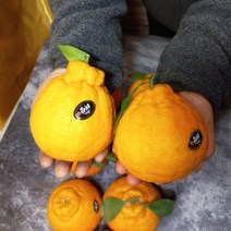 [최고당도]제주도 한라봉 레드향 천혜향 대과 최상품 선물세트 3kg, 한라봉 선물용 3kg (대과) 8-10과