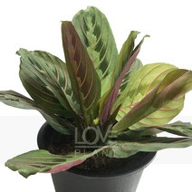 마란타레오코네우라(중품)-미란타과/열대식물/관엽