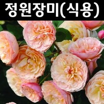 식용장미(이블린 와일드) 묘목 개화주 화분 1개