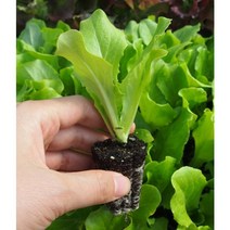 모종팜 청상추20개 묶음판매, 20개