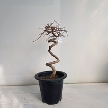 온누리농원 소사나무 분재