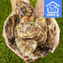 제철 여수 통영 굴 생굴 각굴 석굴 석화 5kg 10kg, 통영석화 10kg