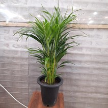 [꽃파는농부] 공기정화식물 아레카야자(중품), 1개
