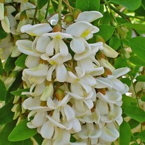 아까시나무 실생1년 플러그묘 10주나무 D467