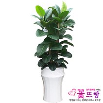 꽃뜨랑 개업화분 전국당일꽃배달 스투키 행운목 금전수 황금죽, 1개, a09 고무나무