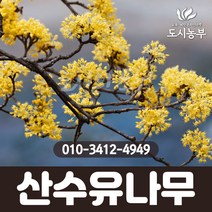 산수유나무/실생1년/뿌리묘/10주묶음/1등묘/산수유/꽃/열매/나무/묘목/조경수/도시농부, 실생1년/뿌리묘/10주묶음