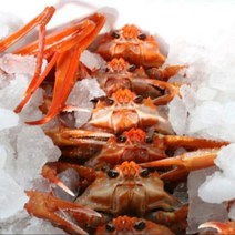 동해안 포항 연지홍게 라면용 10마리