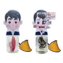 살아있는 폐모형 세트 LS03900 실제 정상폐 손상폐 2세트 비교모형, 여자, 1개