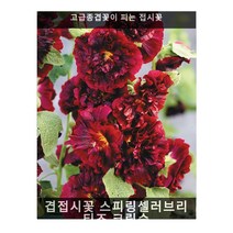 겹접시꽃 스피링셀러브리티즈 크림슨 10립/다년생꽃씨/키가큰식물/씨앗, 1개