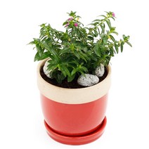 아침향기 공기정화식물 도토리화분 40종, 쿠페아, 도토리 화이트