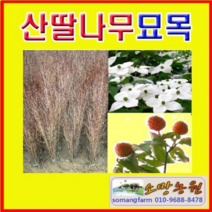 (D소망)산딸나무묘목(실생3년) 10그루