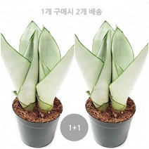 도도팜 황소뿔 스투키 금전수 보석금전수 수퍼바 산세베리아 미세먼지제거, 09. 1+1 문샤인 1개