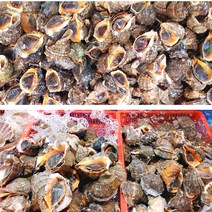 제철 자연산 참소라 1kg 대(2-5미) 1kg, 참소라(대)1kg(2-5미), 1개