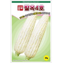 흰찰옥수수 씨앗 종자 - 종묘사