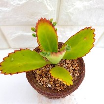 만손초 다육이 풍성하고 예뻐지는 다육 식물 분별도 랜덤1-15, 단품, 1개