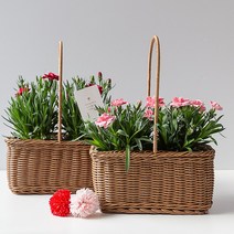 피플랜트 향 카네이션 사각라탄화분 세트 생화 모종 어버이날 스승의날 선물, 레드 향카네이션 2개+사각라탄+감사메시지픽 SET