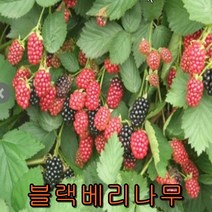 블랙베리 삽2년특묘 3그루 나무 묘목