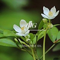 빅(BIG) L-TYPE 50ml 100ml 500ml 1L 국내S향 타입 향기 FO 프래그런스 그란스 프로그랜스 오일