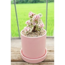 [사랑목 Portulacaria afra pink 화분세트] 핑크아악무 은행목 사랑무 벚꽃나무를 닮은 식물 예쁜수형선별 플랜테리어 특이한식물 인테리어식물 키우기쉬운식물 에이플랜트, 원형 세라믹 화이트, 1개