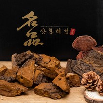 [원형발송]상황버섯/40년산 500g/자연산 정품 산뽕나무상황버섯/국내최상급상황버섯 고급포장, 1개