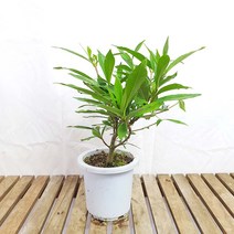 열매 치자 나무 묘목 소형 분재 식물 화분 인테리어 키우기