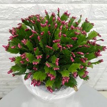 게발선인장33, 1개