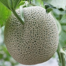 과일메론 멜론 머스크 메론 4kg 8kg 머스크메론, 머스크메론 8kg, 1개