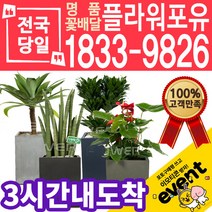 실내공기정화식물 식당 개업축하선물 미세먼지 공기청정 키우기쉬운식물 플랜테리어 아레카야자 안시리움 몬스테라 고무나무 선물용 고급승진화분, (선택39)뱅갈고무나무