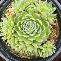 꽃나무팜 (5개한세트) 벨벳바위솔 월동다육이 국민다육 반려식물 초보 바위솔키우기 공기정화
