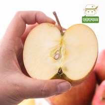 [강원직송] 정선 고랭지 사과 상특혼합 5kg/10kg, 5kg