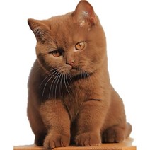 차량용 냉장고 미니 냉온장고 캠핑용 온장고 3Ratels CM29 사랑스러운 고양이 페르시아 Birman Bombay 영국, 08 CM29-8_05 50cm( 19.7inch)