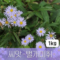 조이가든 [조이가든](씨앗) 벌개미취 (꽃씨) 1kg, 단품없음