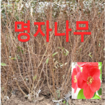 (성실농원)명자나무 묘목 키60센치 5그루, 5개